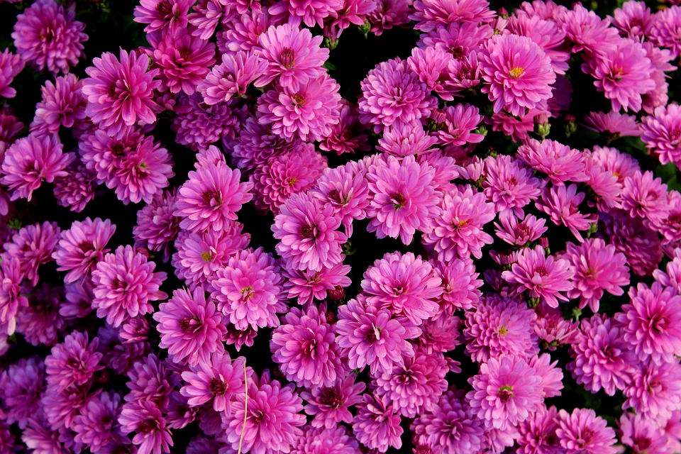 Zdjęcie przedstawia kwiaty chryzantemy.