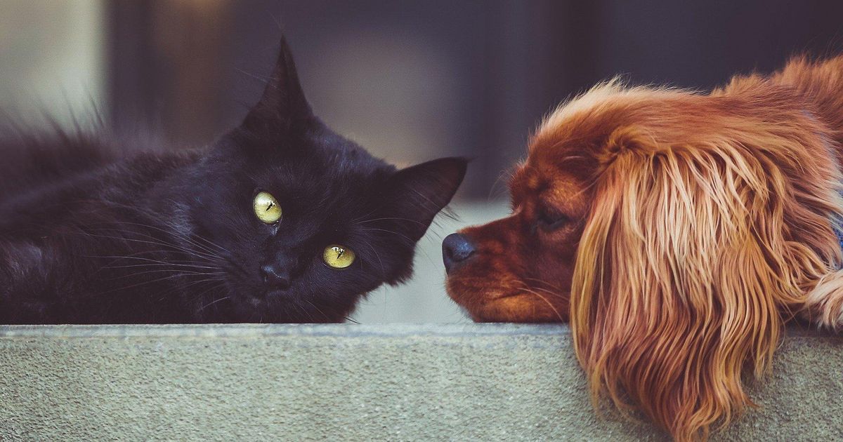Czarny kot i rudy pies