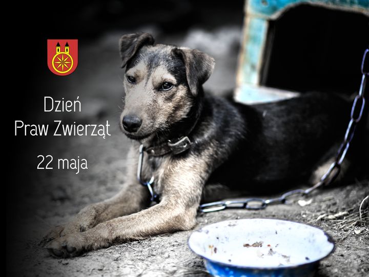 Plansza 22 maja obchodzony jest w Polsce Dzień Praw Zwierząt, tekst pod planszą