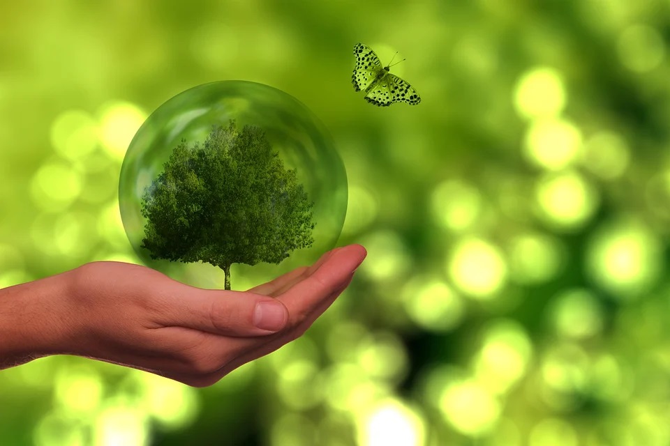 Zdjęcie przedstawia drzewo w kuli na dłoni z motylem na zielonym tle.