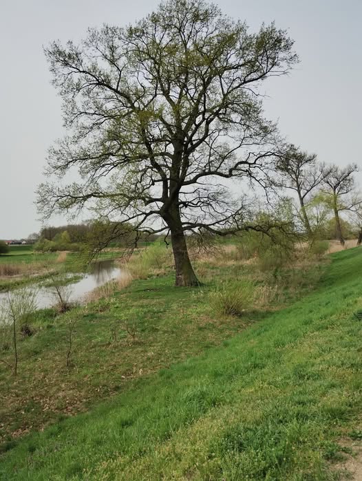 Zdjęcie przedstawia duże, samotne drzewo rosnące na skraju rzeki. Drzewo (dąb) ma rozłożystą koronę z delikatnie zazielenionymi gałęziami. Otaczający teren jest porośnięty trawą i niską roślinnością, a w tle widać więcej drzew i lekko pochmurne niebo