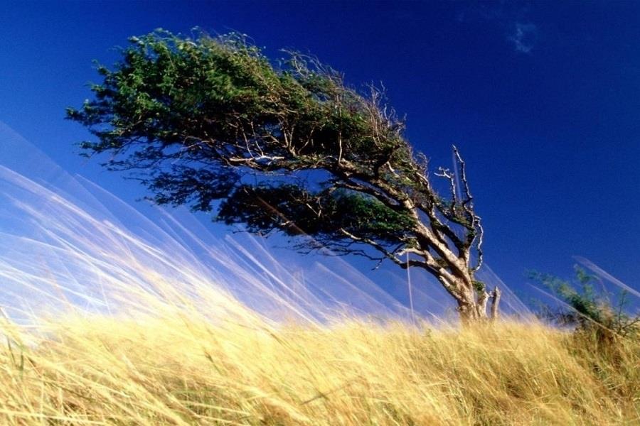 Zdjęcie przedstawia drzewo uginające się pod wpływem silnego wiatru.