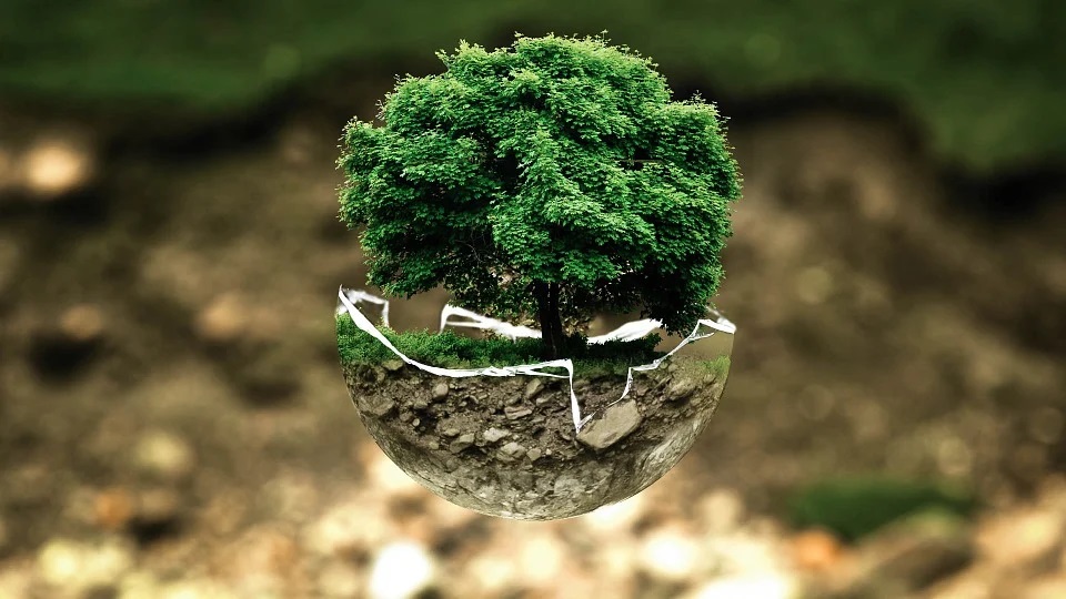 Grafika przedstawia małe zielone drzewko.
